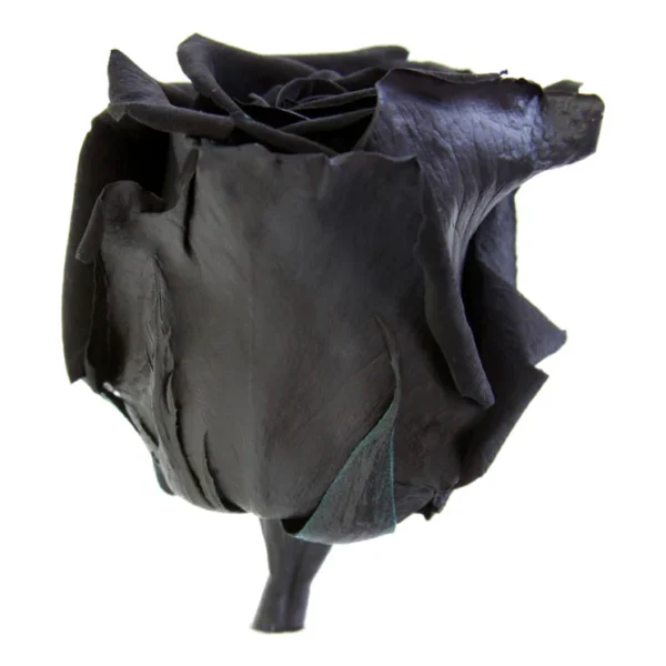 TC-Negru_2 TC Negru 2
