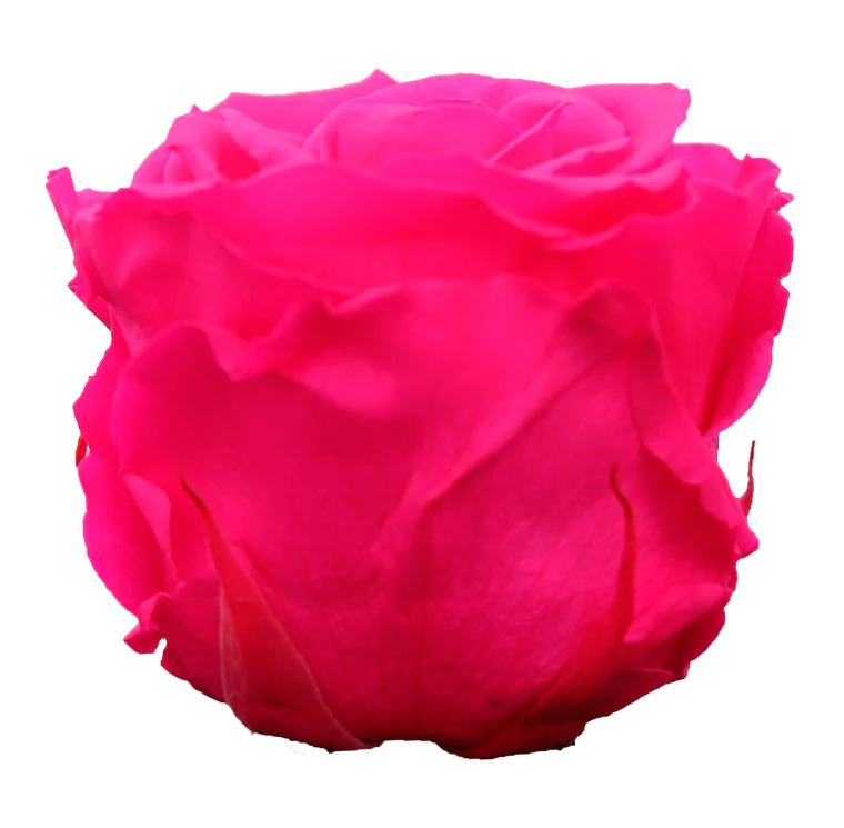 Trandafir criogenat roz magenta