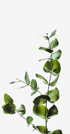 Trandafiri_Criogenati_Flori_Criogenate_Licheni_Muschi_Stabilizati_Foliaje_FloraVelle