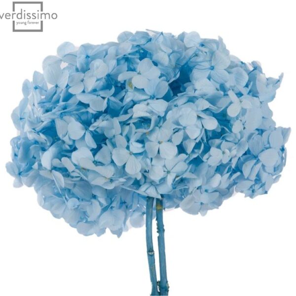 Hortensia criogenata Albastru Deschis/Baby Blue