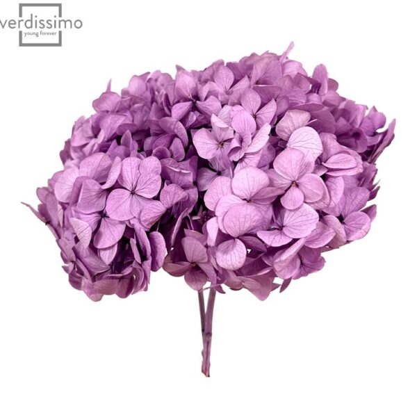 Hortensia criogenata Lilac