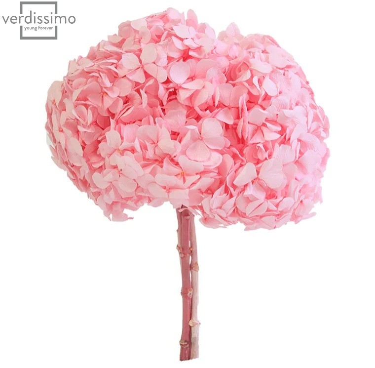 Hortensia criogenata Roz Pastel