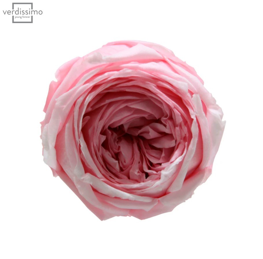 Trandafir gradina criogenat Roz Pastel