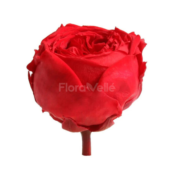 trandafiri_criogenati_flori_criogenate_floravelle_trandafir_gradina_rosu_1 Trandafir gradina criogenat Rosu