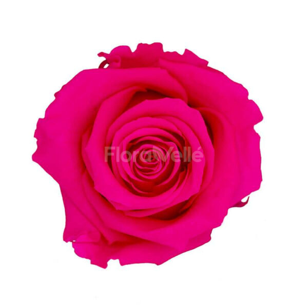 Trandafir criogenat Roz Magenta