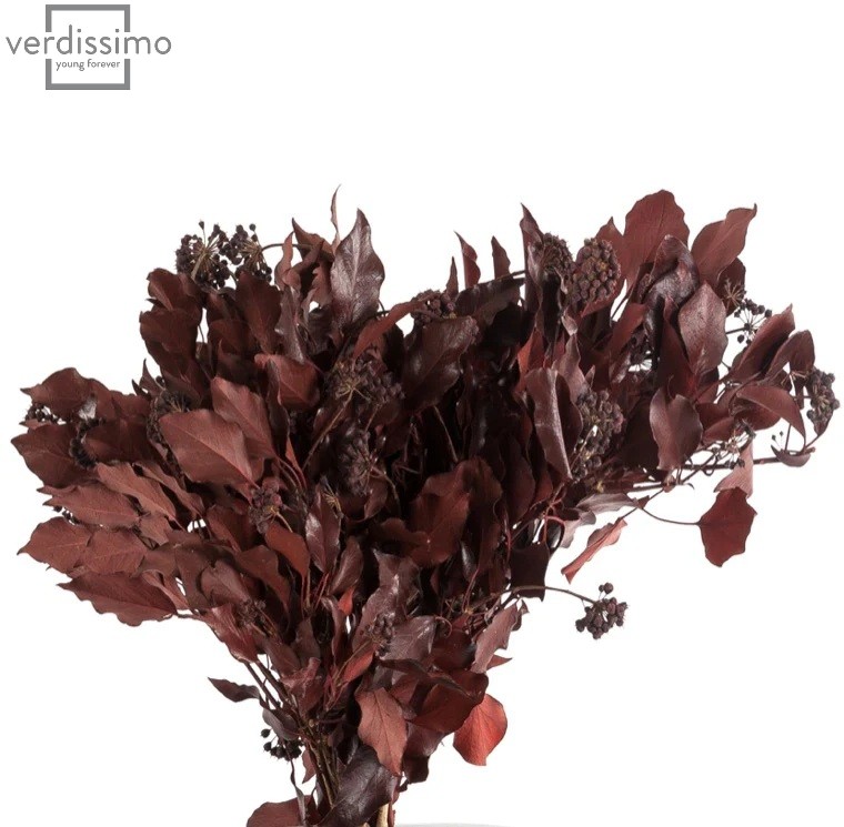 Iedera Hedera Arborea stabilizata Burgundy