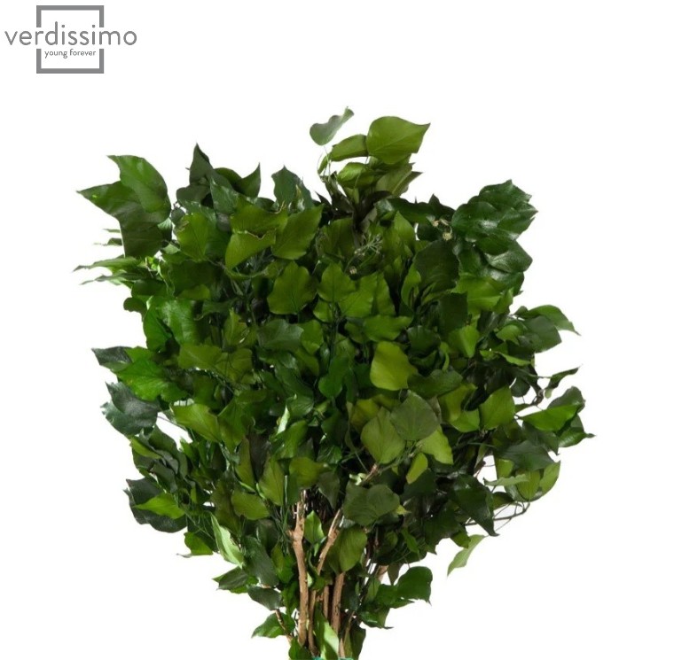Iedera Hedera Arborea stabilizata Verde