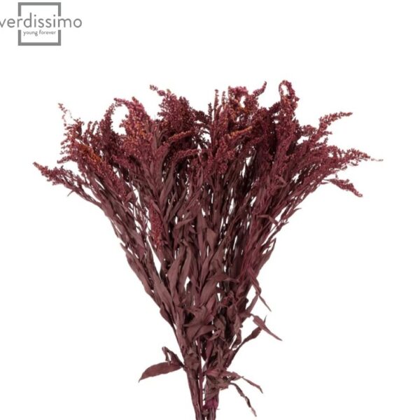 Solidago stabilizat burgundy