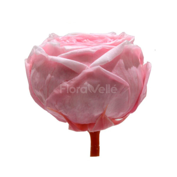 trandafiri_criogenati_flori_criogenate_floravelle_trandafir_gradina_roz_pastel_1 Trandafir gradina criogenat Roz Pastel
