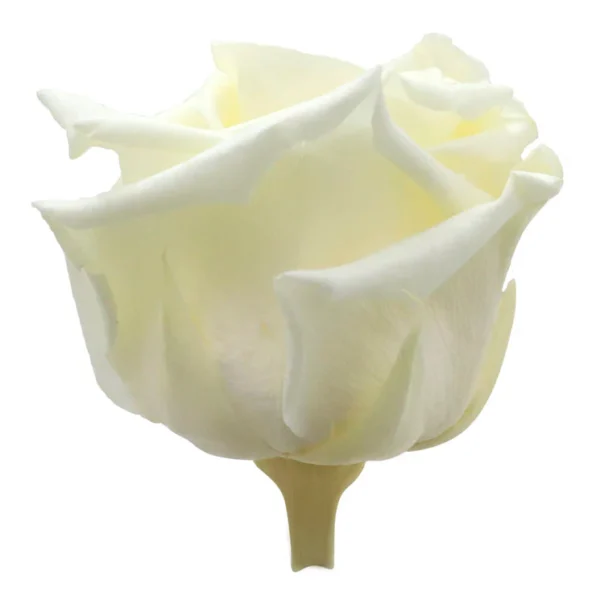 Trandafir criogenat vanilla cream
