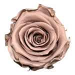 Trandafir criogenat Hazelnut