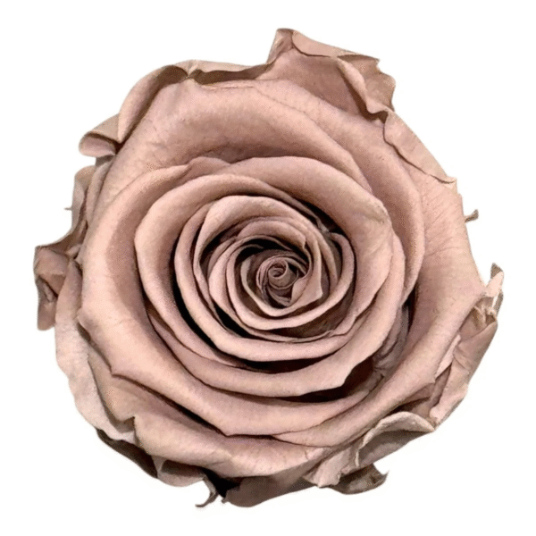 Trandafir criogenat Hazelnut