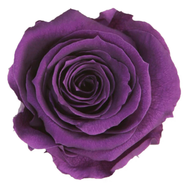 Trandafir criogenat Mov
