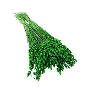 Briza Maxima uscata Verde