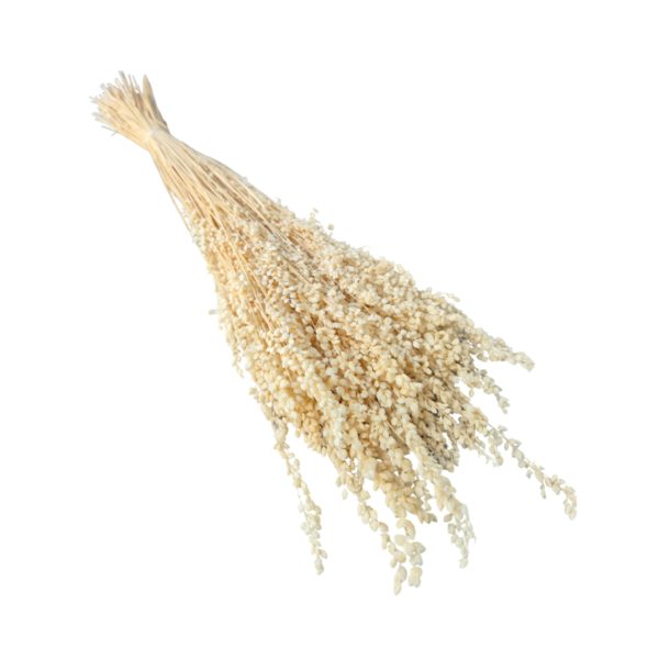 Briza Minima uscata Bej Deschis/Crem