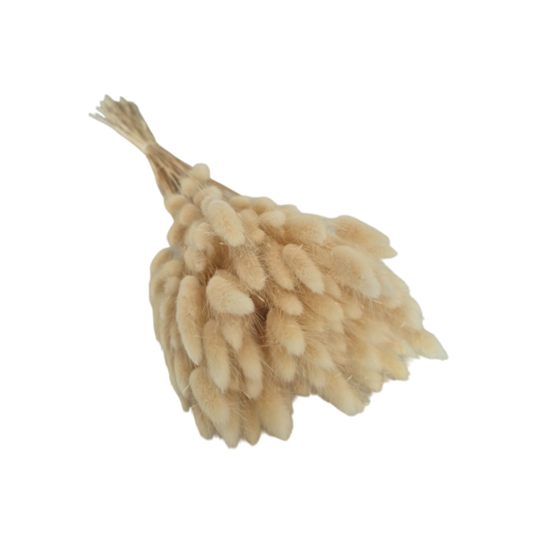Lagurus uscat Bej Deschis/Crem   25/50/100 gr 