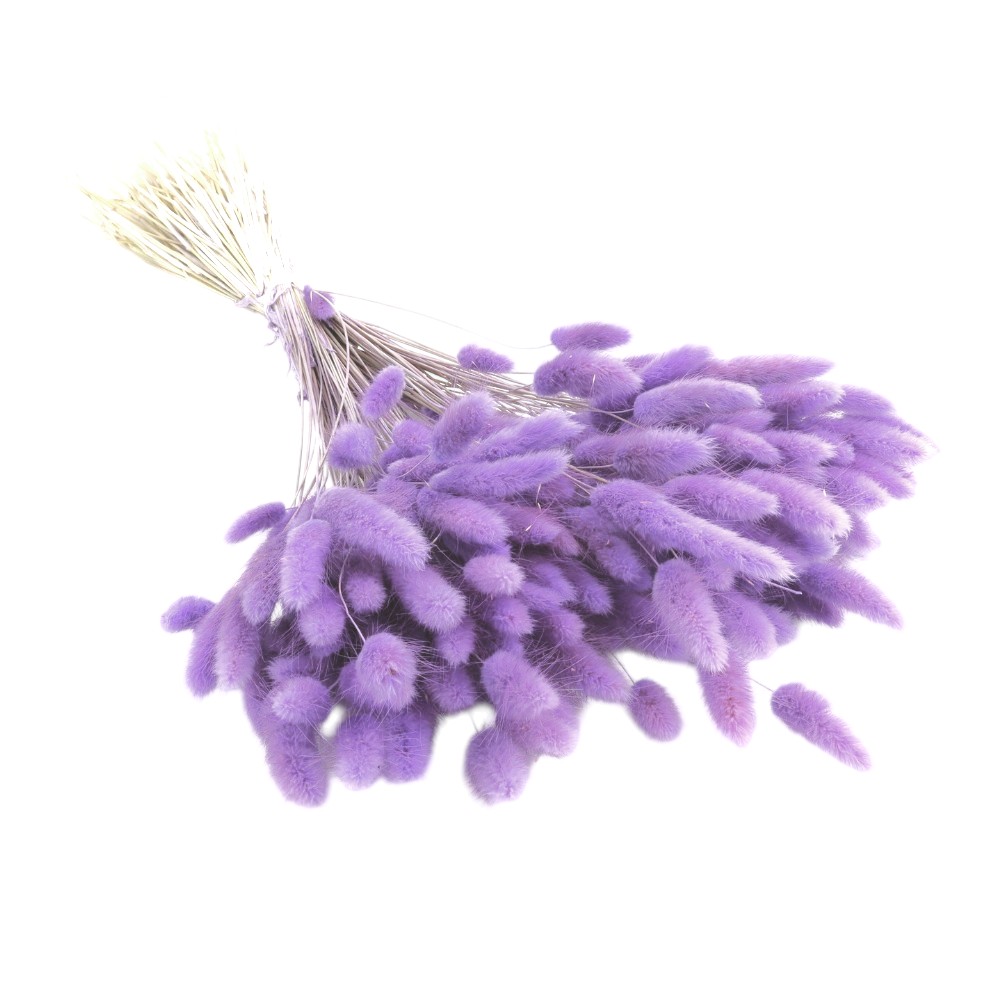 Lagurus uscat Lila Deschis/Lavanda