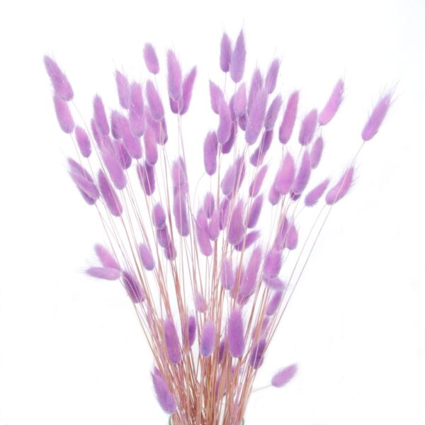 Lagurus uscat Lila