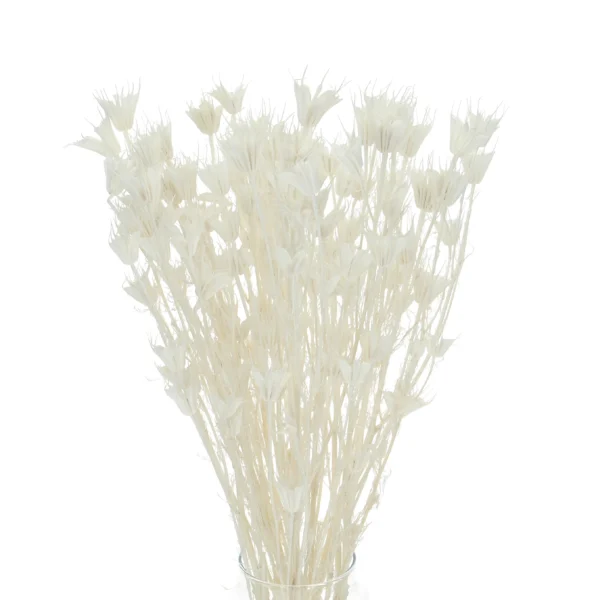 Nigella Orientalis uscata Alb