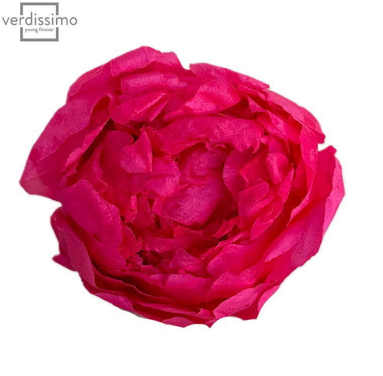 Bujor Paeonia Roz Inchis criogenat