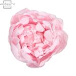 Bujor Paeonia Roz Pastel criogenat