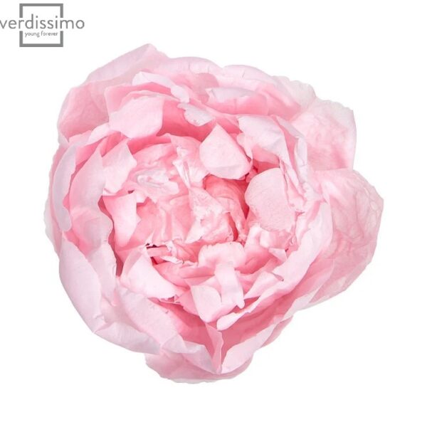 Bujor Paeonia Roz Pastel criogenat