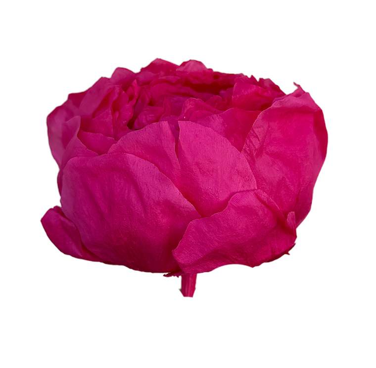 Bujor Paeonia Roz Inchis criogenat