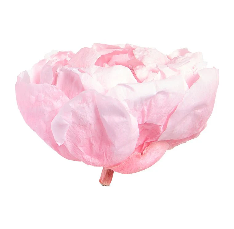 Bujor Paeonia Roz Pastel criogenat
