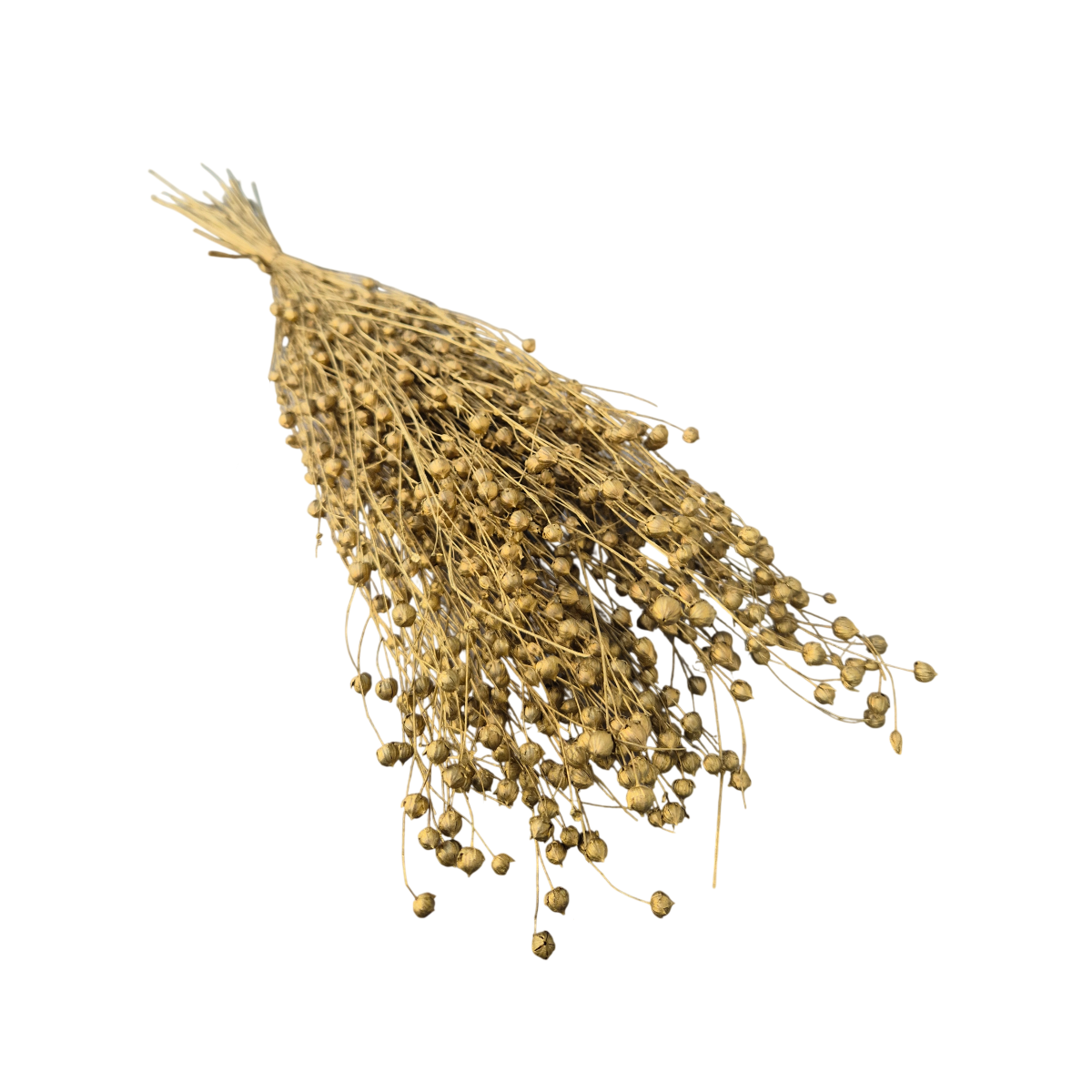 Lino Grass In Decorativ uscat Auriu/Gold