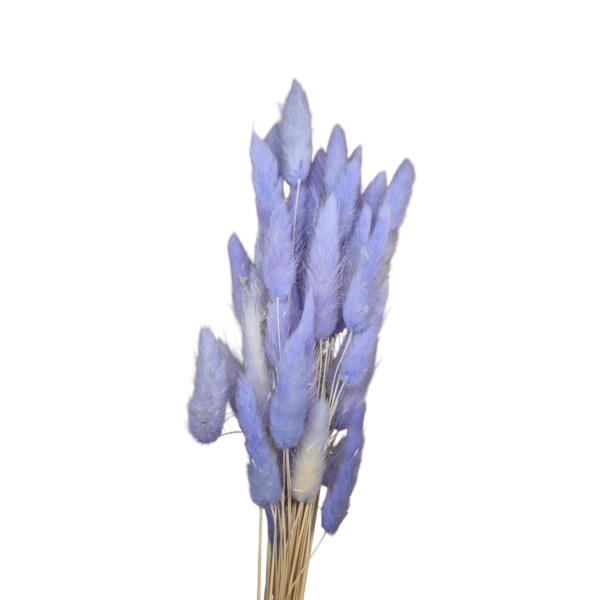 OUTLET   25 gr  Lagurus uscat Lila Deschis/Lavanda