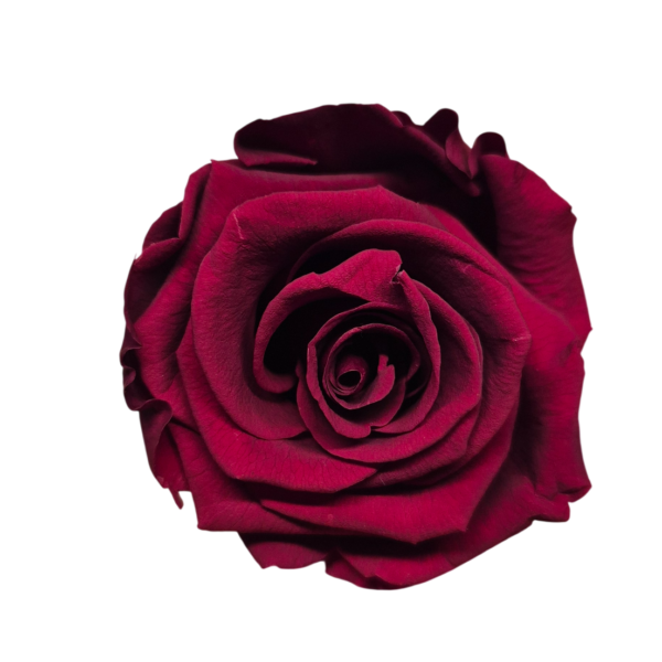 OUTLET   Trandafir Standard Burgundy