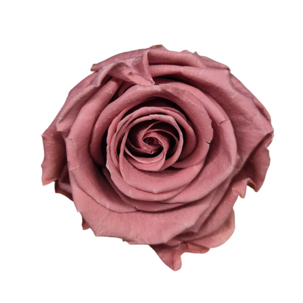 OUTLET   Trandafir Standard Cherry Vintage
