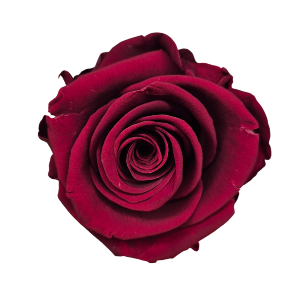 OUTLET   Trandafir Standard Burgundy