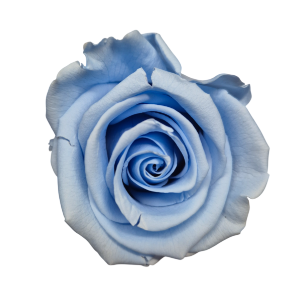 OUTLET   Trandafir Standard Albastru Deschis/Baby Blue