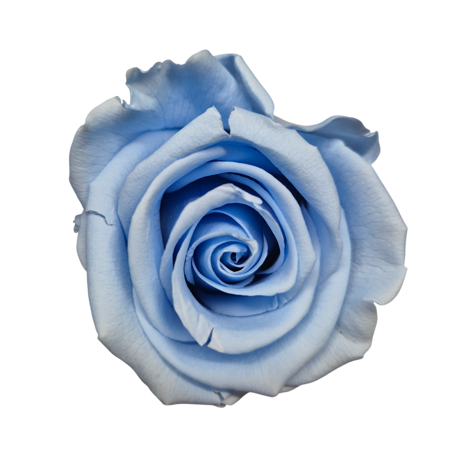 OUTLET Trandafir Standard Albastru Deschis/Baby Blue
