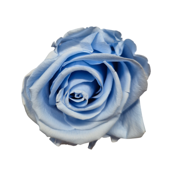OUTLET   Trandafir Standard Albastru Deschis/Baby Blue