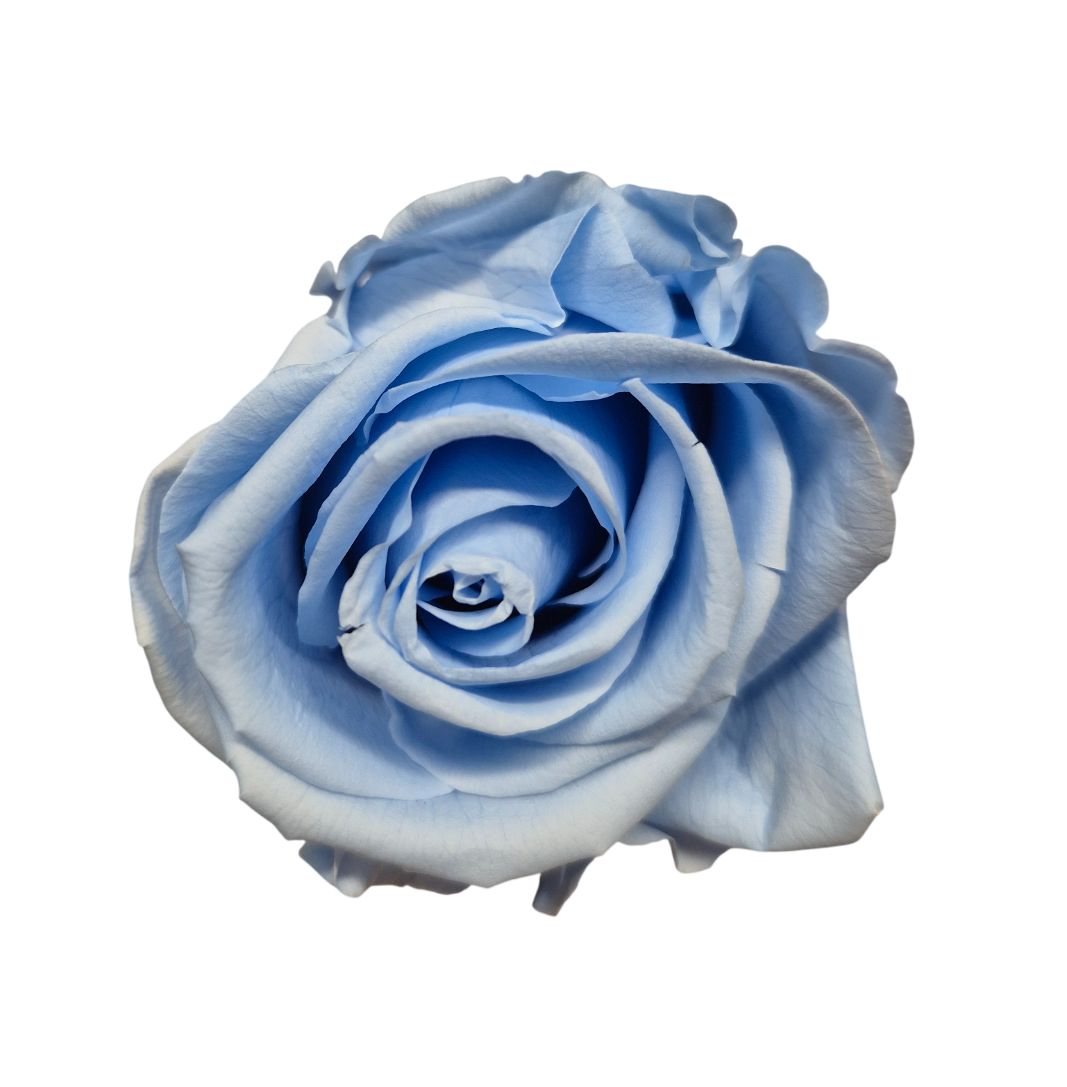 OUTLET Trandafir Standard Albastru Deschis/Baby Blue