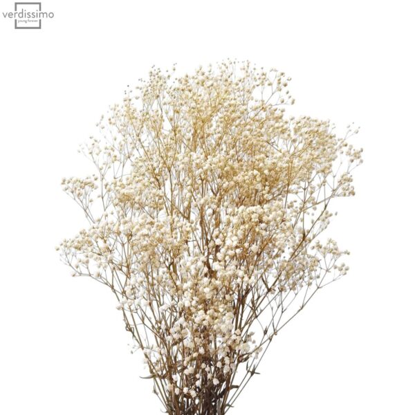 Gypsophila criogenata Alb
