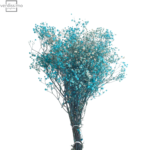 Gypsophila criogenata Albastru Deschis/Baby Blue