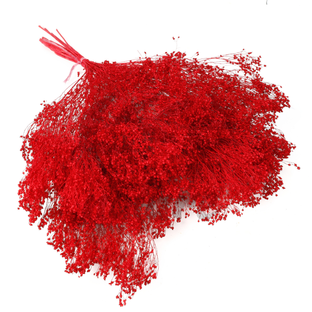 Broom Bloom uscat Rosu Intens