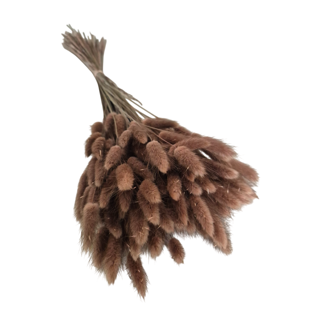 Lagurus uscat Maro Deschis Ciocolatiu 25/50/100 gr