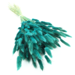 Lagurus uscat Turcoaz