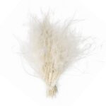 Stipa pennata alb trandafiri criogenati flori uscate cat