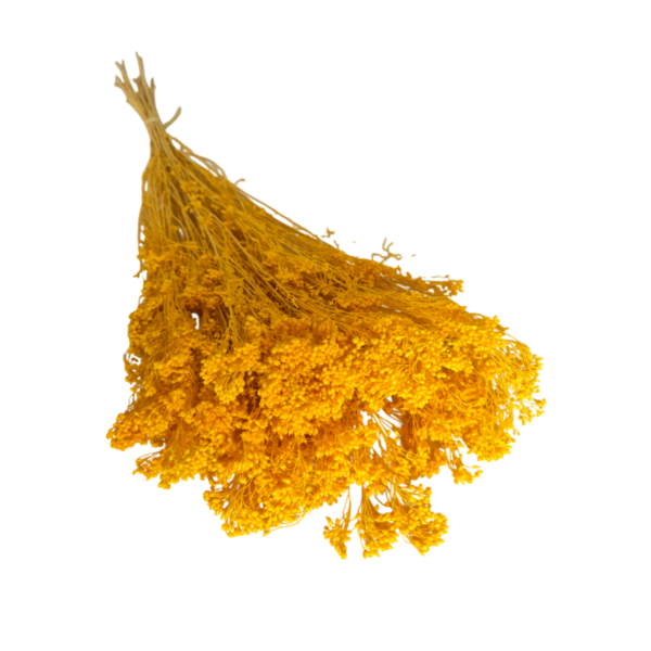 Broom Bloom uscat Galben   25/50/100 gr 