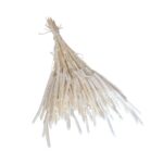 Phleum uscat Alb