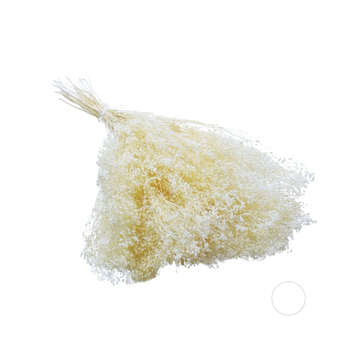 Broom Bloom uscat Alb/Crem