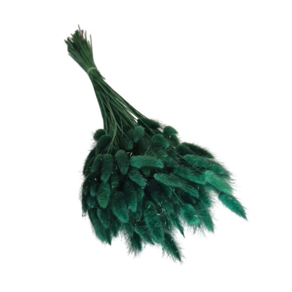 Lagurus uscat Verde Smarald/Padure   25/50/100 gr 